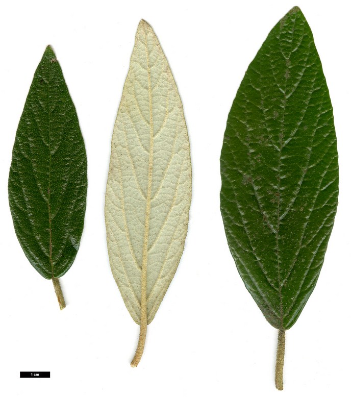High resolution image: Family: Adoxaceae - Genus: Viburnum - Taxon: 'Pragense' (V.rythidophyllum × V.utile)
